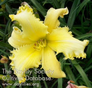 Daylily Do or Do Not, There is No Try